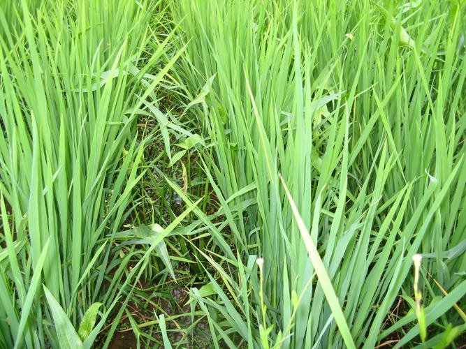 除草劑起泡問(wèn)題多，該如何解決泡沫？