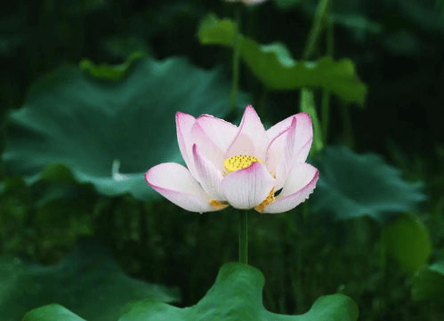 大暑節(jié)氣至，清風(fēng)此處尋。